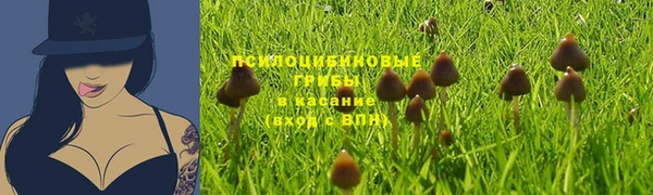 прущие грибы Абаза